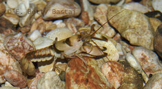 AR_Crayfish_9149516.jpg