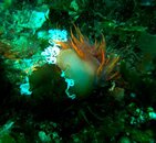 Rainbow Nudibranch laying eggs 1.jpg