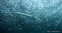 Cutlass Fish.jpg