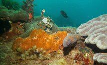 padangbai - blue lagoon - yellowmargin moray2.jpg