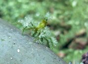 Lembeh - Pante Parigi2 - decorator crab1.jpg