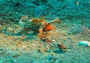 Lembeh - rojos - ambon scorpionfish.jpg Lembeh - rojos - ambon scorpionfish.jpg