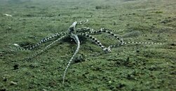 Lembeh - rojos - mimic ocotpus.jpg
