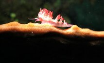 Lembeh - Tanjung Kusukusu - nudi uitgelicht1.jpg