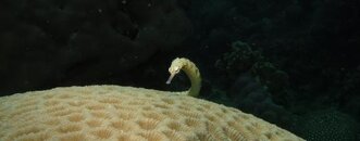 Lembeh - Tanjung Kusukusu - pipefish1.jpg