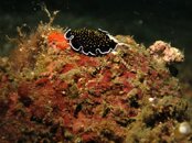 IMG_2339.jpg