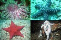 DDDB 563 sea star wasting disease sm.jpg