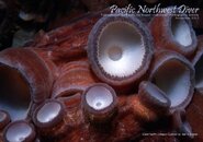 pnw_diver_2013-11_Cover.jpg