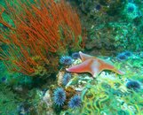 starfish reefscape sb.jpg