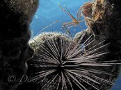 Arrow Crab & Spiny Urchin Backlit.jpg