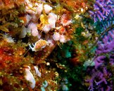 Horned Aleod Coral Gardens SC.jpg