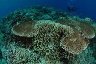 hard coral92.jpg