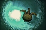 turtle silouette104*.jpg turtle silouette104*.jpg