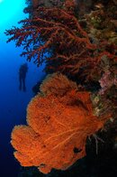 Tubb34 - diver and sea fan*.jpg