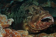 Tubb32 - grouper cleaning.jpg Tubb32 - grouper cleaning.jpg