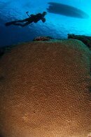 hard coral sillouette96.jpg