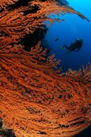 fan with diver50.jpg