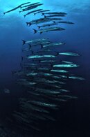 schooling barracuda86.jpg
