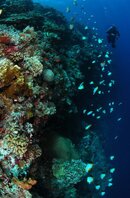 schooling fish101.jpg