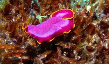 Purple flatworm 2 Baliscasag  copy.jpg