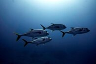 carib 112013 006.jpg