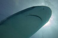 carib 112013 093.jpg