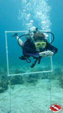 PADI_Courses_Advanced_Open_Water_Training_PPB_swim_throughs_with_Underwater_Vision,_Utila.jpg
