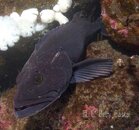 LingCod_GruntSculpin_B283663.jpg