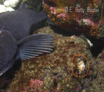 GruntSculpin_Lingcod_B283666.jpg