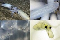 DDDB 565 squid eggs sm.jpg