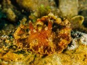 Photos-51a2b3e3-Flatworm Discodoris.jpg