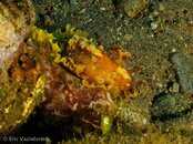 Photos-51a2b466-Flatworm Discodoris.jpg