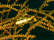 Photos-51a2d940-Xeno Crab.jpg