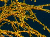 Photos-51a2d963-Xeno Crab.jpg