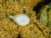 Photos-51a2da50-Broadclub Cuttlefish Egg.jpg