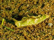 Photos-51a5aa39-Ornate Sapsucking Slug.jpg