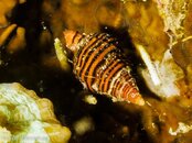 Photos-51a0163a-Triton Shell.jpg