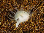 Photos-51a302c0-Hearth heart Urchin.jpg