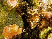 Photos-519dfb22- No Idea (looks like  a crustacean).jpg