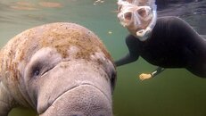 manatees_09.jpg