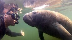 manatees_07.jpg