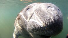 manatees_05.jpg