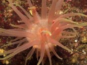 crimsonanemone2.jpg