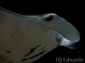 IMG_4620.jpg
