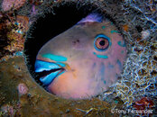 parrotfish.jpg
