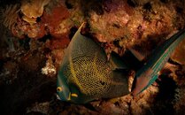 ANGEL FISH.jpg