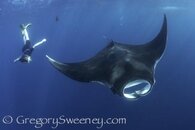 whale-shark-guests-1.jpg