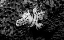 Chromodoris bunch BW Nalusuan copy.jpg