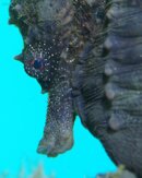 seahorse.jpg