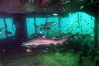 shark2.jpg